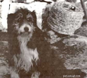 Informations sur la race de chien de berger gris gallois (disparu)