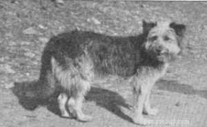 Informatie over het ras van de oude Welshe grijze herdershond (uitgestorven)