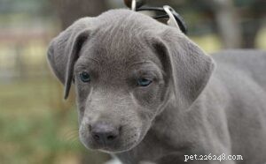 Blauwe Lacy Puppy