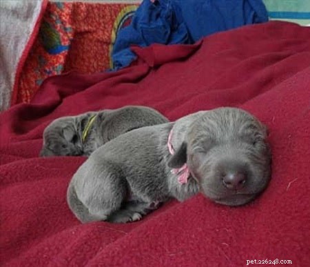 Blue Lacy Puppy