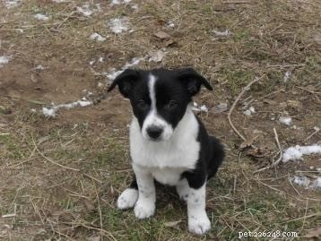 McNab Shepherd-puppy s