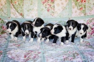 McNab Shepherd Puppies