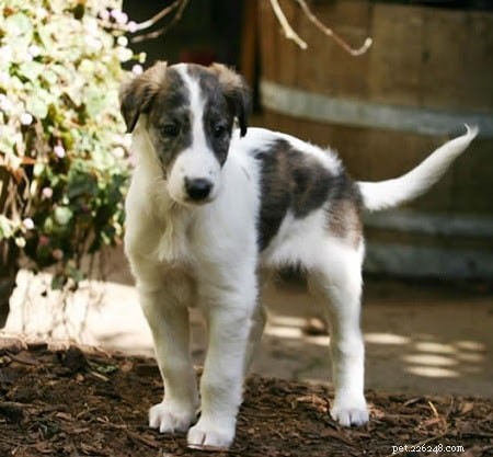 Silken Windhound-puppy s