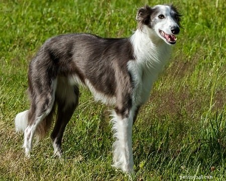 Chiots Windhound soyeux