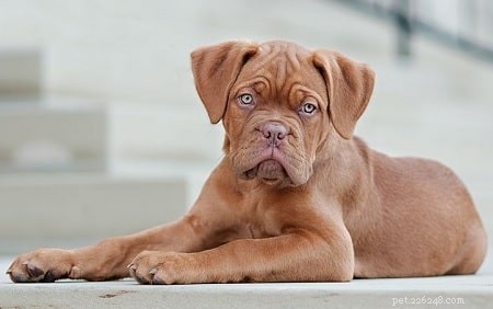 Dogue de Bordeaux-puppy s