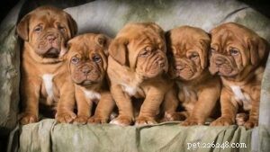 Dogue de Bordeaux-puppy s