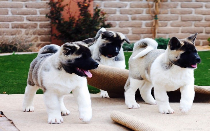 Akita Puppies