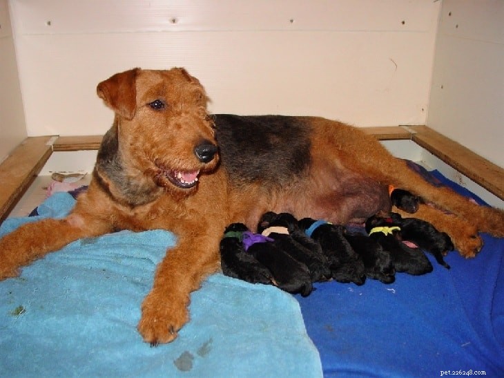 Filhotes de Airedale Terrier