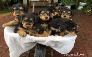 Airedale Terrier-puppy s