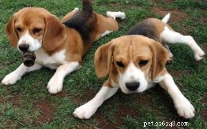 Amerikaans-Engelse Coonhound-puppy s
