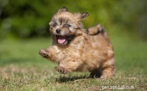 Lakeland Terrier-puppy s