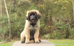 Leonberger-puppy s