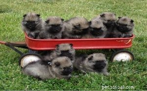 Keeshond-puppy s