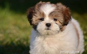 Lhasa Apso-puppy s