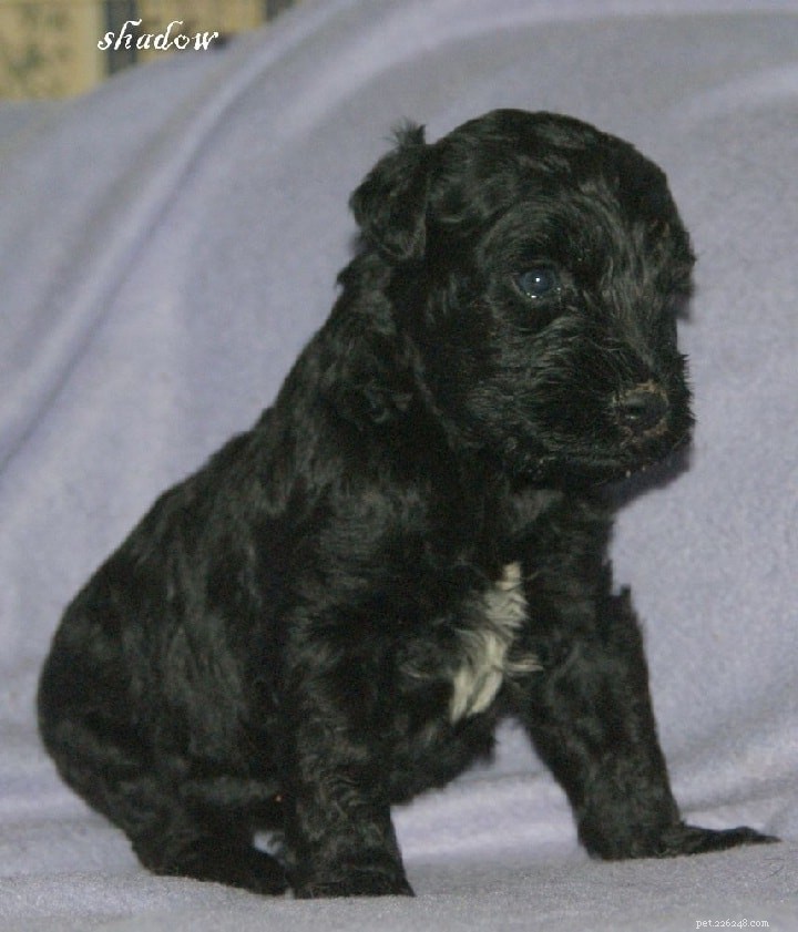 Kerry Blue Terrier-puppy s