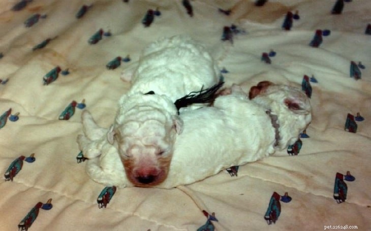 Filhotes de Kerry Blue Terrier