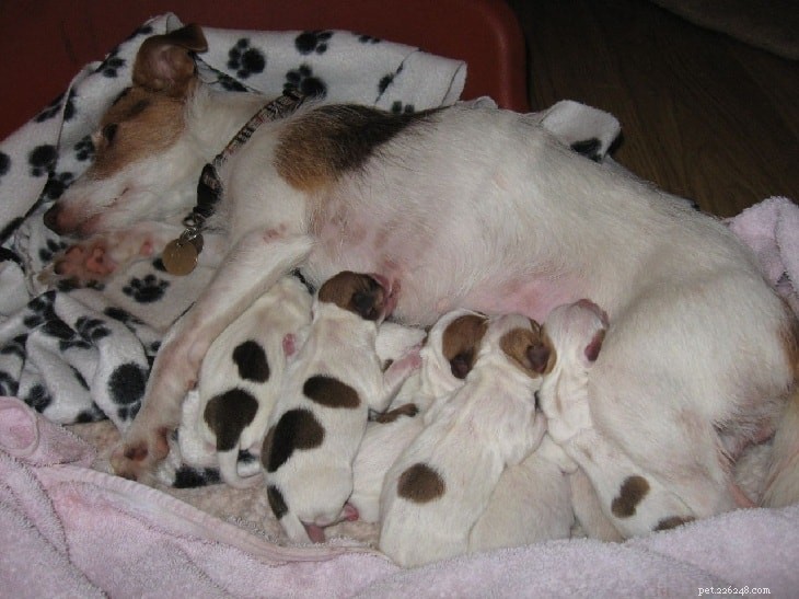 Filhotes de Jack Russell Terrier