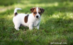 Jack Russell Terrier-puppy s