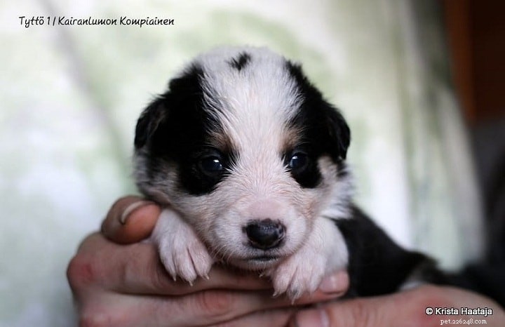 Lapponian Herder-puppy s