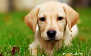 Labrador Retriever-puppy s