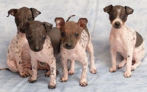 Cuccioli di American Hairless Terrier