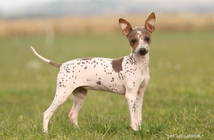 Chiots American Hairless Terrier