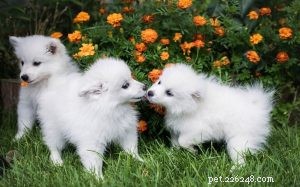 Amerikaanse Eskimo-puppy s