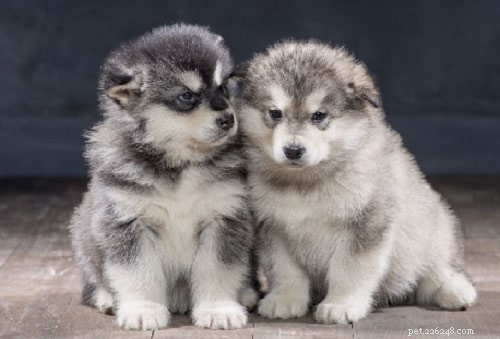 Alaskan Malamute-puppy s