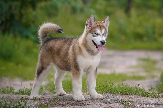 Alaskan Malamute-puppy s