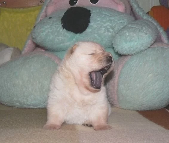 Chow Chow-puppy s