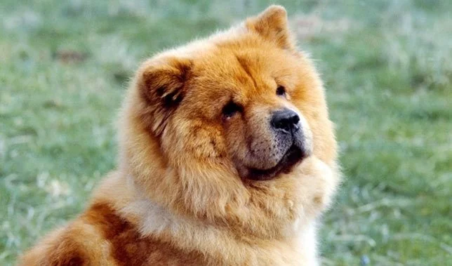 Chiots Chow Chow
