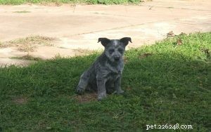 호주 스텀피 테일 소 강아지
