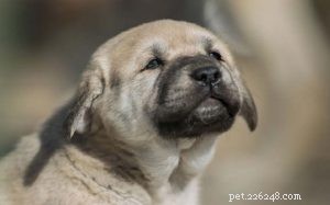 아나톨리아(캉갈) 양치기 강아지