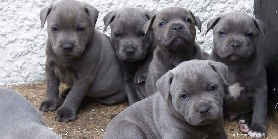 Chiots American Staffordshire Terrier