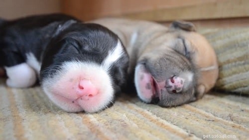 Amerikaanse Staffordshireterriër-puppy s