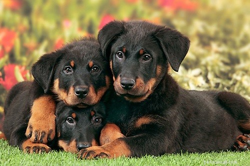 Beauceron Puppies
