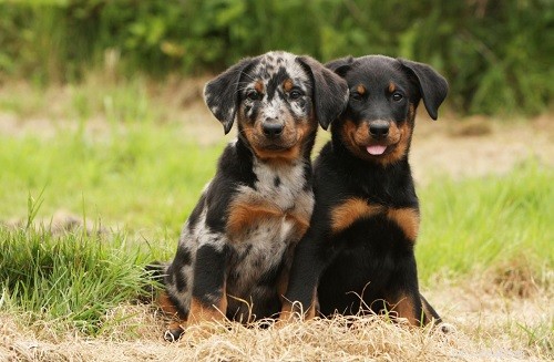 Beauceron Puppies