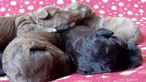 Filhotes de Bedlington Terrier