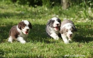 Bearded Collie-puppy s