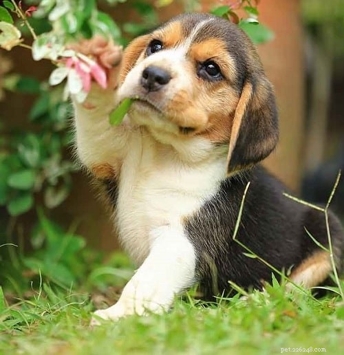 Beagle-puppy s