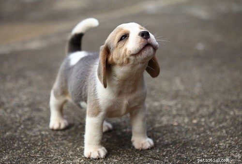 Beagle-puppy s