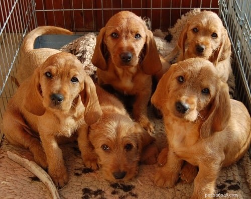Basset Fauve de Bretagne Puppies