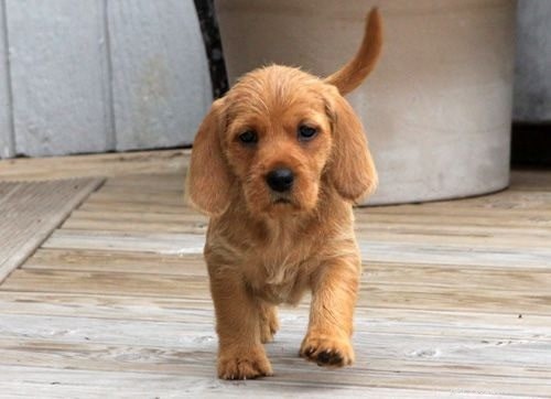 Basset Fauve de Bretagne-puppy s
