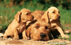 Basset Fauve de Bretagne-puppy s