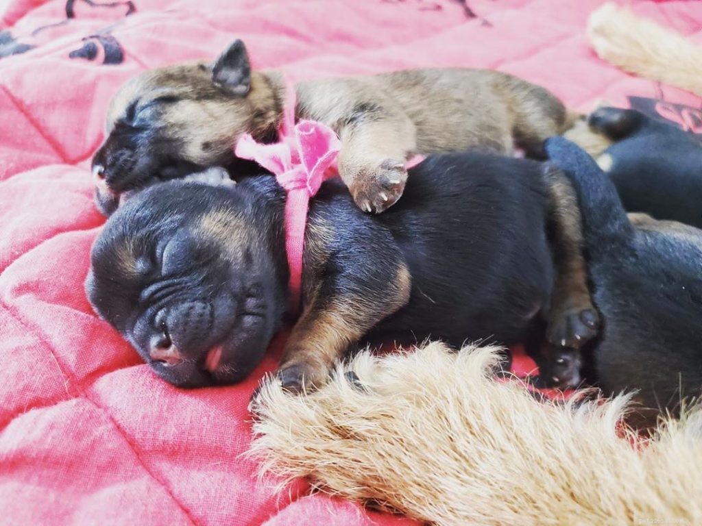 Border Terrier-puppy s