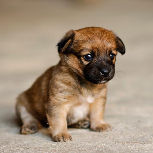 Border Terrier-puppy s