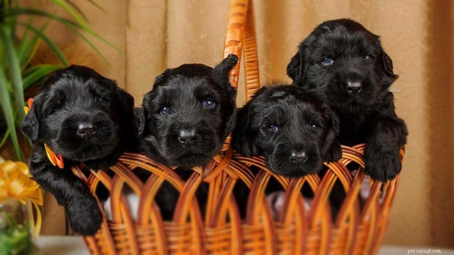 Cuccioli di terrier nero russo