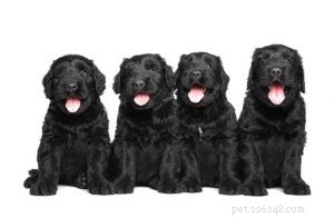 Cuccioli di terrier nero russo