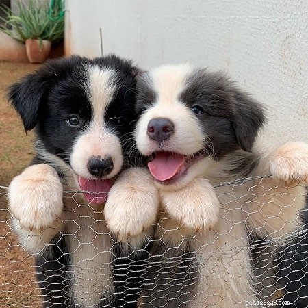 Border Collie-puppy s