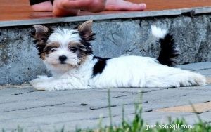 Biewer Terrier-puppy s